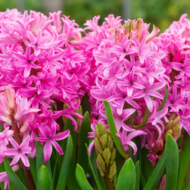 Hyacinth 'Pink Pearl' 1922 Heirloom Bulbs